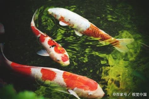 鯉魚 寓意|史上最全錦鯉魚品種詳細介紹，寓意鯉魚躍龍門之志